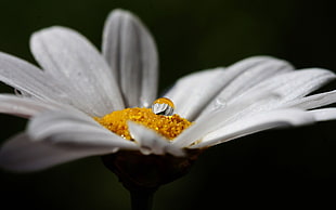 macro photo of white Daisy flower with water droplet