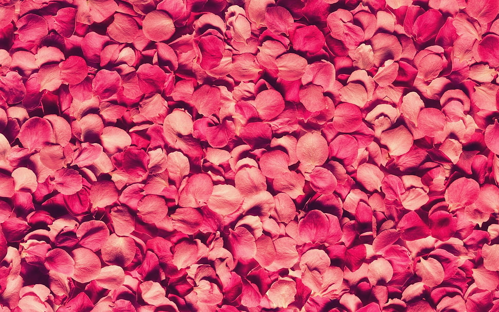 pink rose petals HD wallpaper
