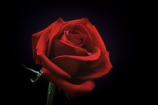 red rose flower, Rose, Bud, Red