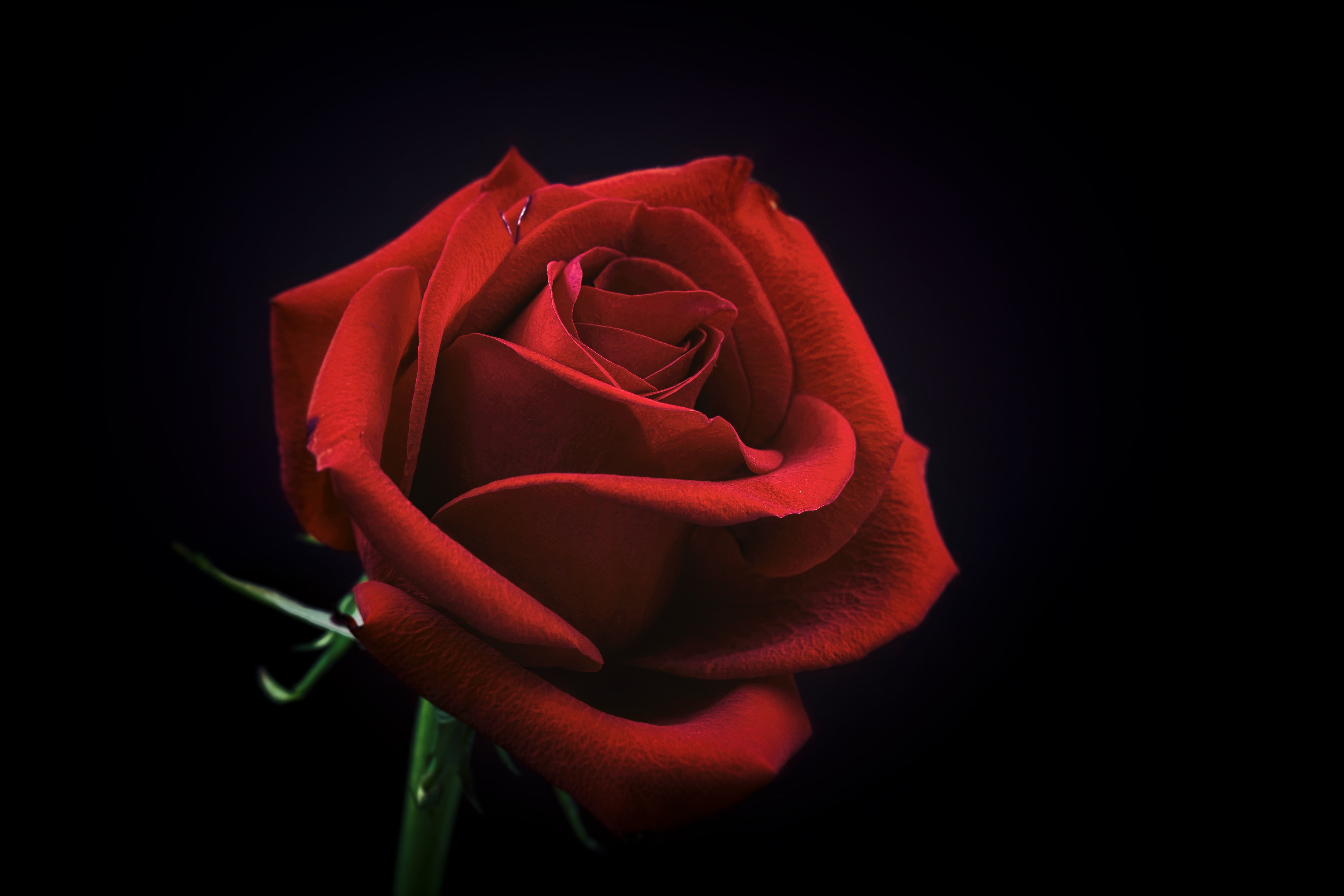 red rose flower, Rose, Bud, Red