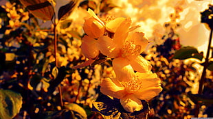yellow daffodil, nature, flowers, plants
