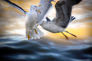 shallow focus photo of two white and black birds HD wallpaper