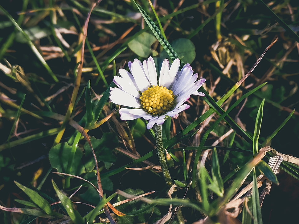 white daisy flower, Chamomile, Grass, Petals HD wallpaper