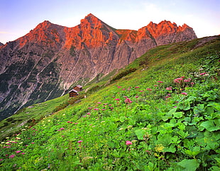 landscape photo of red mountains and flower field at daytime