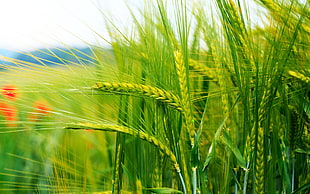 selective focus photo of rice field