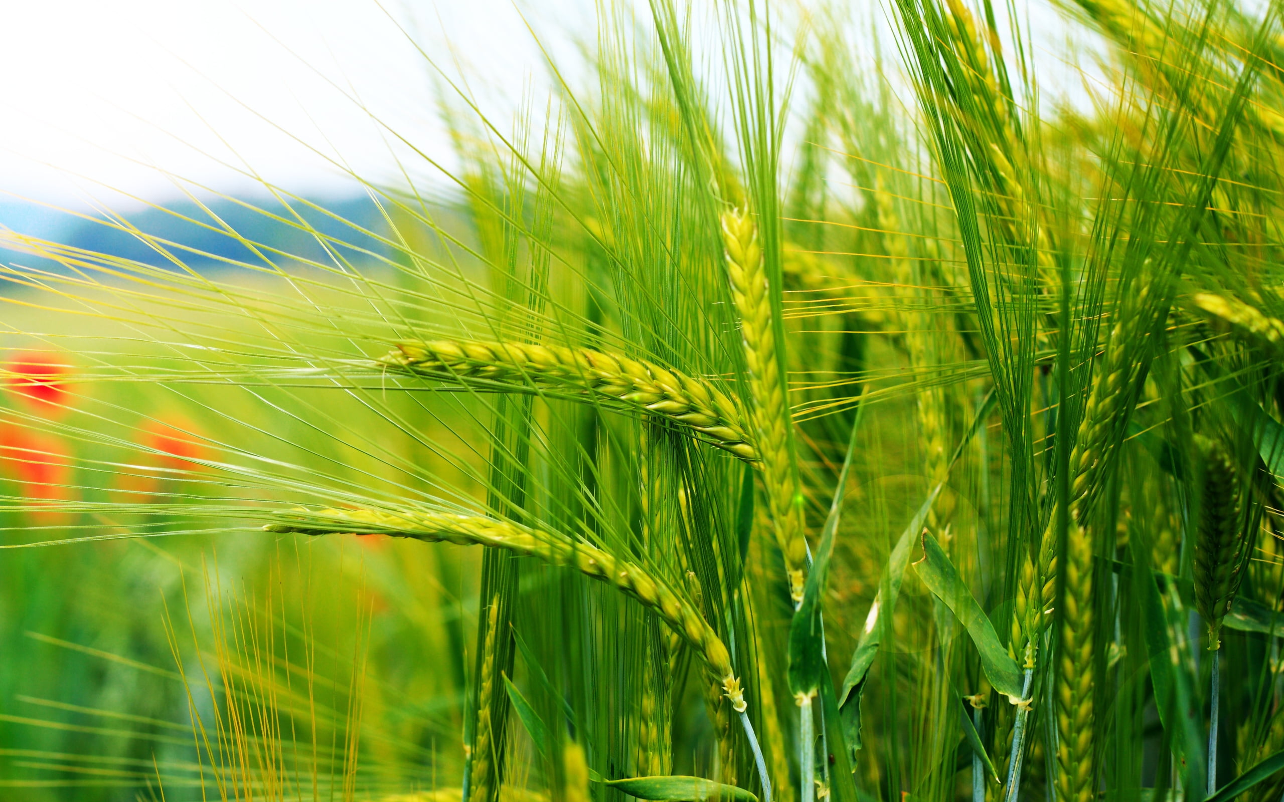 Selective focus photo of rice field HD wallpaper | Wallpaper Flare