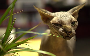 close up photography of Sphinx cat beside plant
