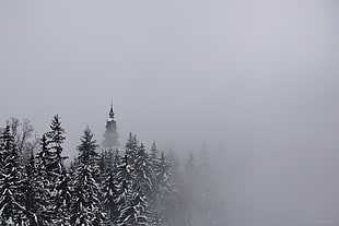 white and black tree painting, snow, pine trees