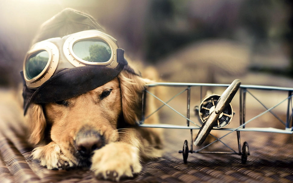 photo of golden retriever puppy wearing aviator goggles near scale model plane HD wallpaper