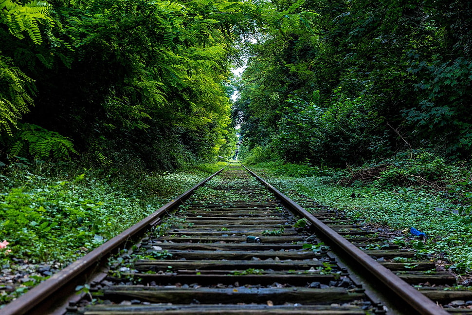 black rails, landscape, nature, railway, forest HD wallpaper