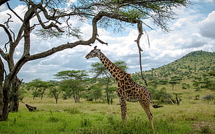 giraffe standing in front of the tre HD wallpaper
