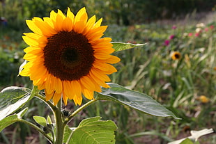 Sunflower HD wallpaper