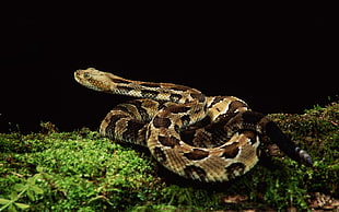 Burmese python on green grass