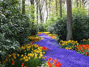 Lavender path with Daffodils and Tulips surrounded by trees
