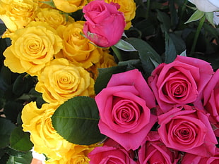 Roses,  Flowers,  Buds,  Pink HD wallpaper