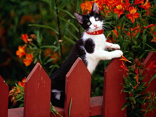 white and black cat leaning on red wooden fence near orange flowers