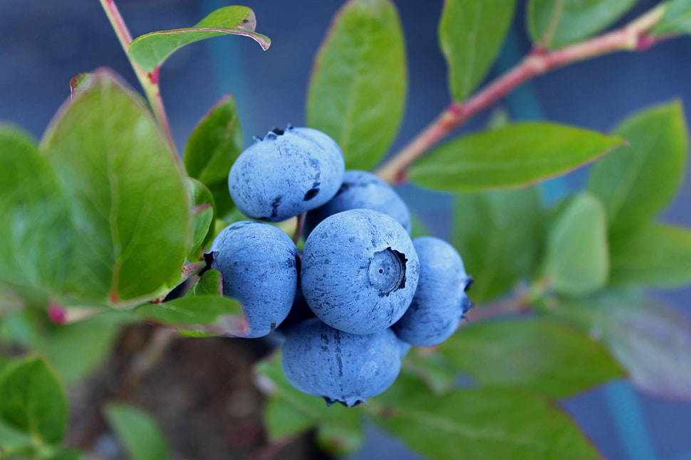 macro shot photography of blueberries HD wallpaper