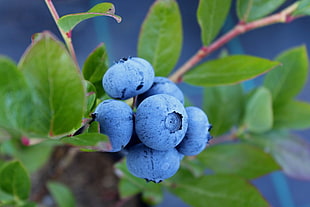 macro shot photography of blueberries