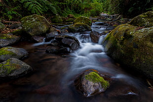 water stream in forest HD wallpaper