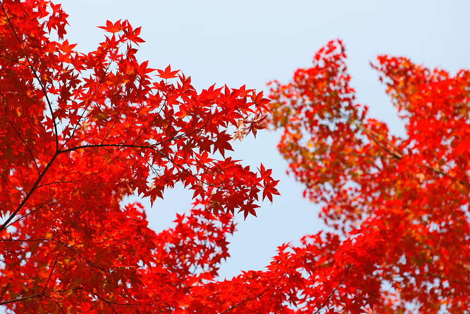 red leafed tree, red, leaves, fall, Daniel Kim HD wallpaper