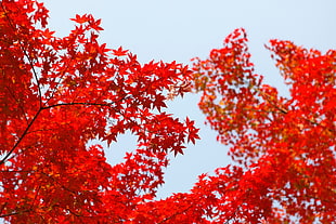 red leafed tree, red, leaves, fall, Daniel Kim HD wallpaper