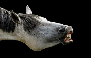 gray and black horse head photography