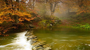 brown rock river pathway, nature, landscape, river, forest