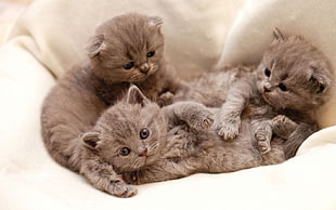 closeup photo of three tabby kittens