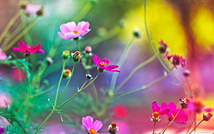 pink flowers, flowers, pink flowers, nature, depth of field HD wallpaper