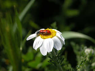 red bug on white flower macro photo frame