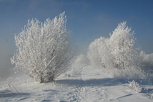 photo of tree covered with snow
