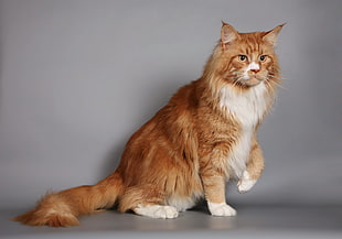 medium furred orange cat against gray background