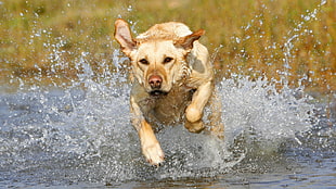 brown short coated dog running on water
