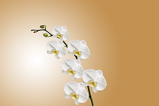 white Moth Orchids on brown background