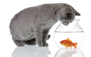 gray Persian cat in front of gold fish