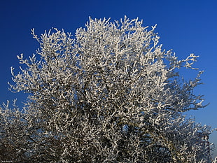 low-angle photography of tree covered in snow