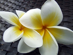 two white and yellow flowers, fiji