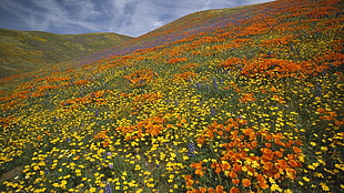 yellow and orange petaled flowers at daytime
