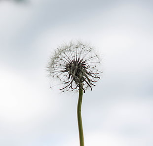 dandelion closeup photography at daytime