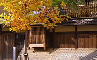 yellow leaf tree near brown wooden house HD wallpaper