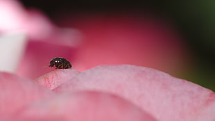 selective photography of black beetle, rose