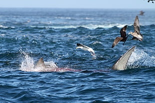 photography of birds, great white shark, sea lion