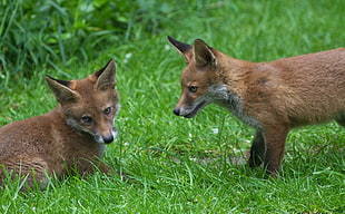 two brown fox on green grass field, foxes