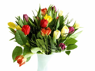 assorted color Tulip flower arrangement HD wallpaper