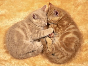 two brown and grey kitten HD wallpaper