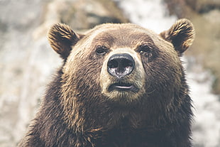close up photo of brown bear