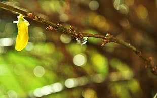 close-up of branch with waterdrop dew photography