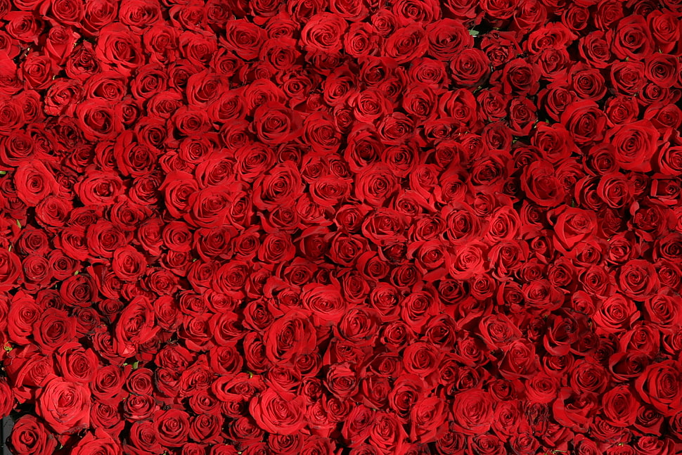 red roses HD wallpaper