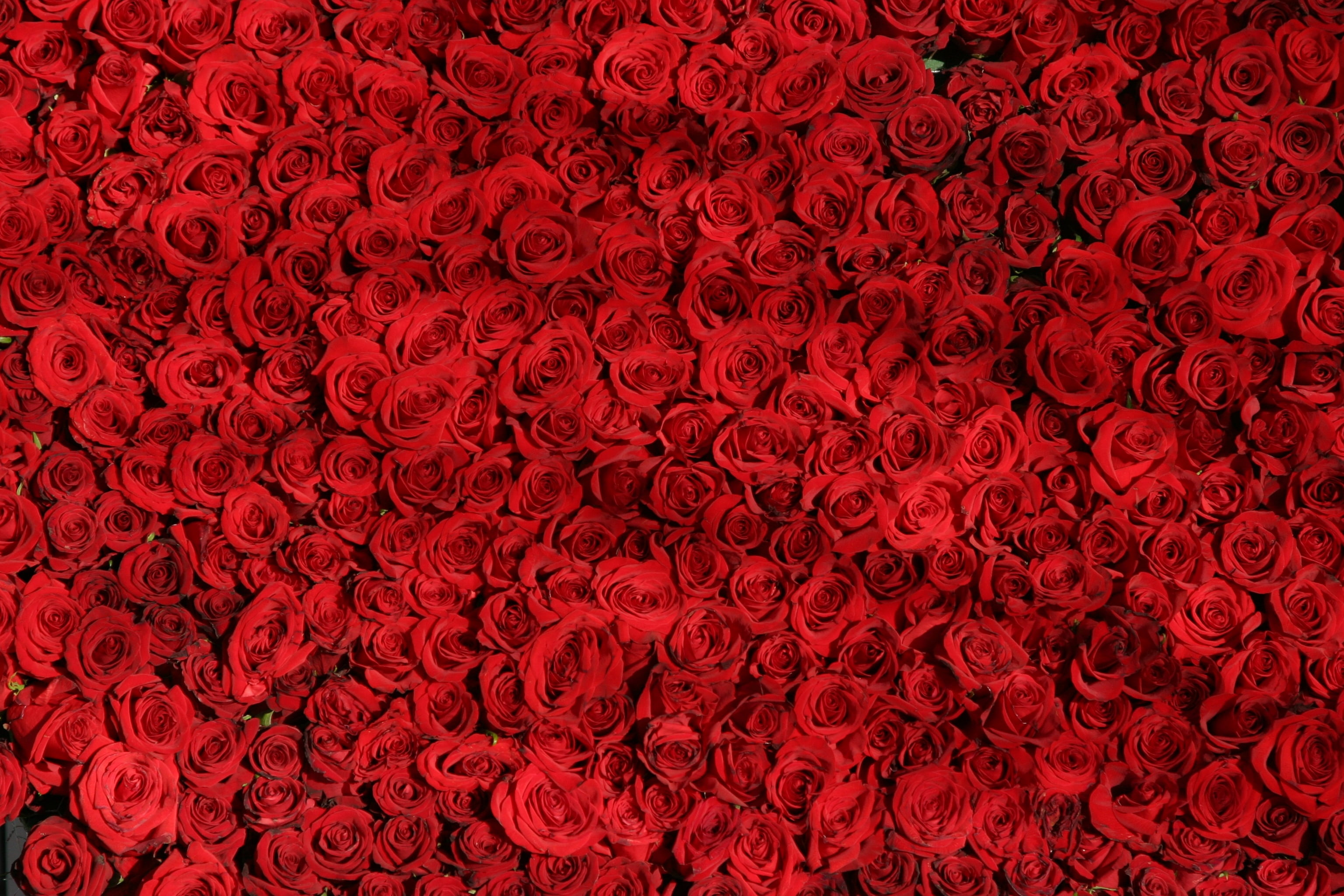 red roses