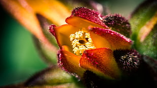shallow focus photography of red and yellow flower